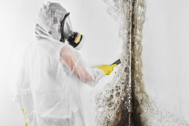 Why You Should Choose Our Mold Remediation Services in Atlantic City, NJ